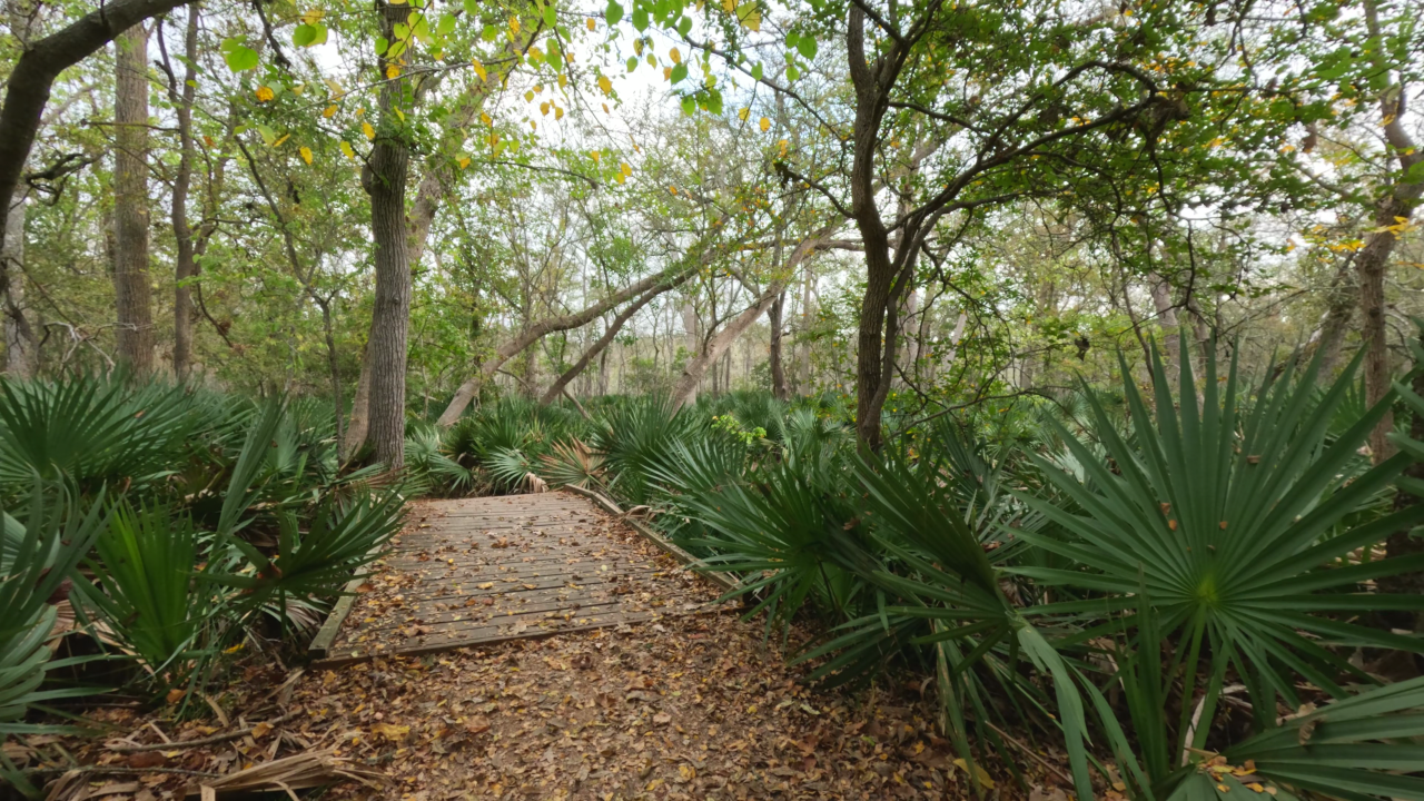 Palmetto State Park - Slide 7