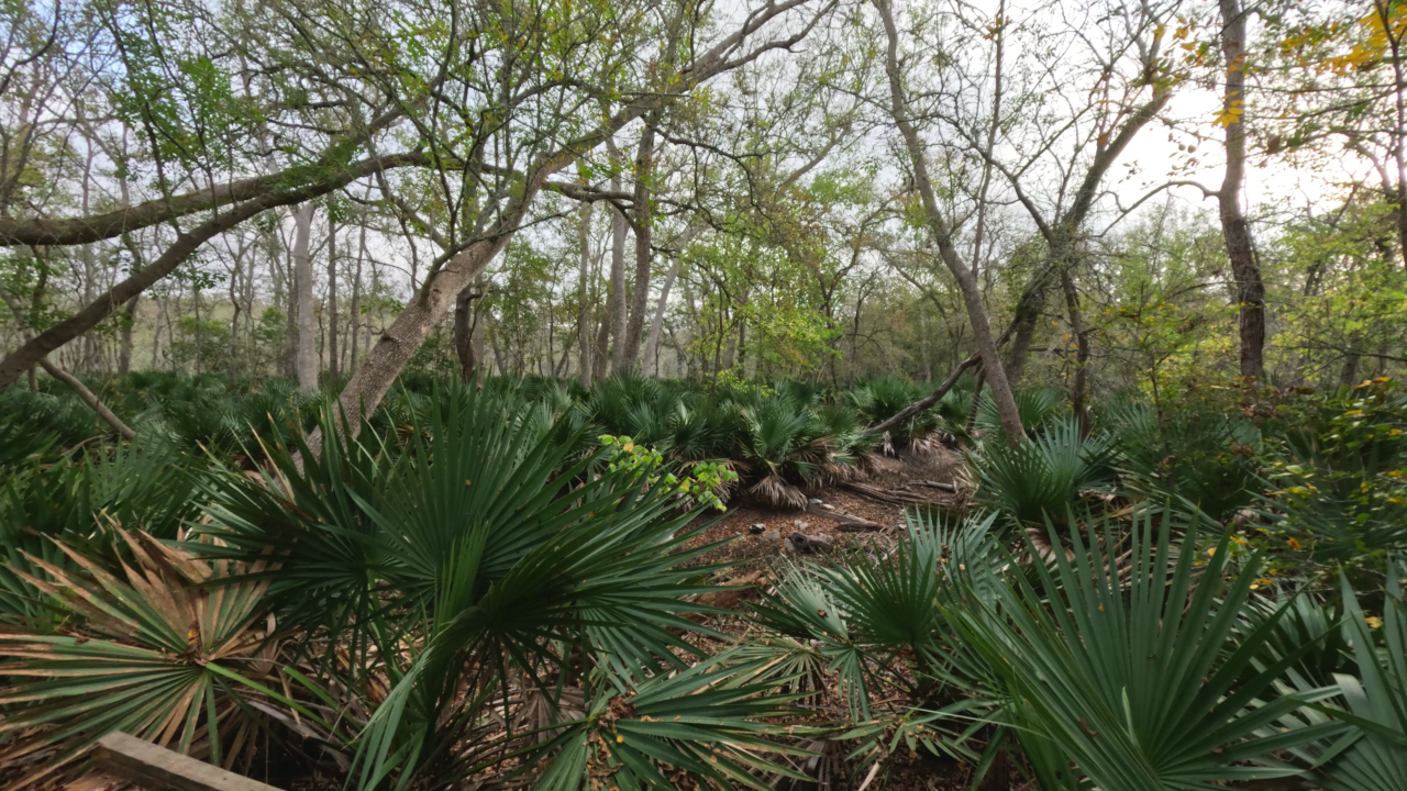 Palmetto State Park - Slide 6